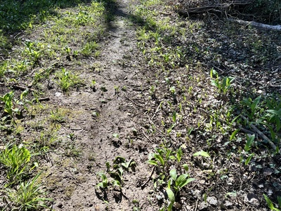 Photo 65 - Path on muddy trail