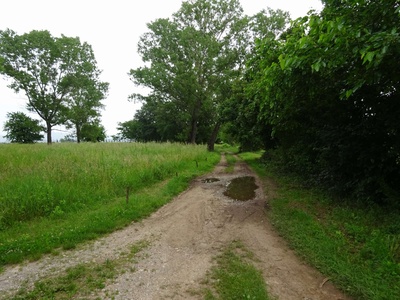 Photo 37 - Dirt path