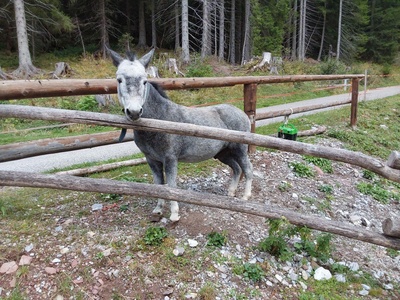 Recinto con animali