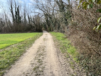 Photo 7 - Path on dirt road