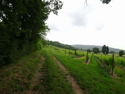 Photo 69 - Path on grassy road next to the vineyards