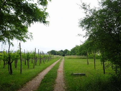 Photo 38 - Dirt path next to the vineyards