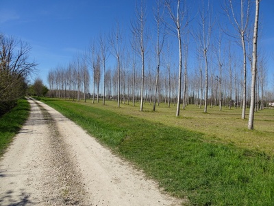 Photo 17 - Path on a dirt road next to a poplar grove