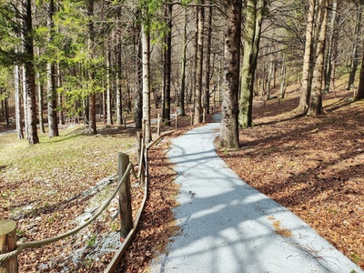Tratto nel bosco