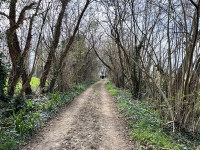 Photo 21 - Dirt path among the trees