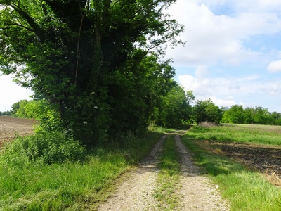 Photo 6 - Dirt road