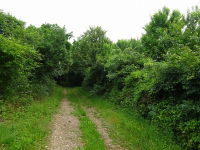 Photo 39 - Dirt path in a tree-lined avenue