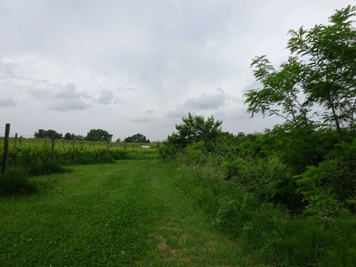 Photo 64 - Path on grassy ground next to the vineyards