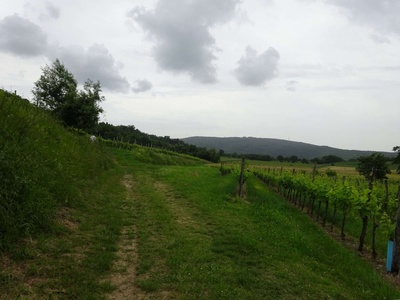 Photo 70 - Path on grassy road next to the vineyards