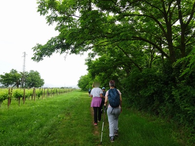 Photo 30 - Dirt path next to the vineyards