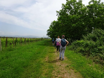 Photo 31 - Dirt path next to the vineyards