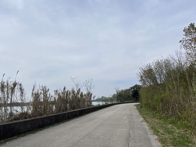 Foto 26 - Percorso con visuale sul Tagliamento a sinistra e vegetazione alta a destra