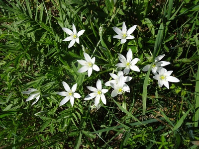 Photo 18 - Path in a rural environment with flowers