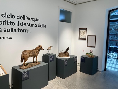 Sala “ Tra alta e bassa pianura"