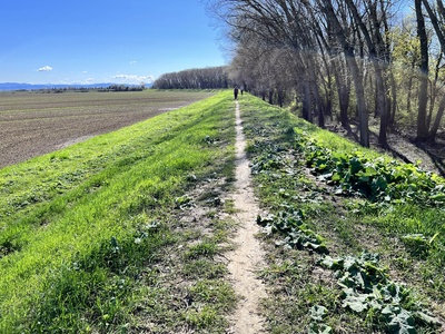 Photo 73 - Path on a narrow dirt trail