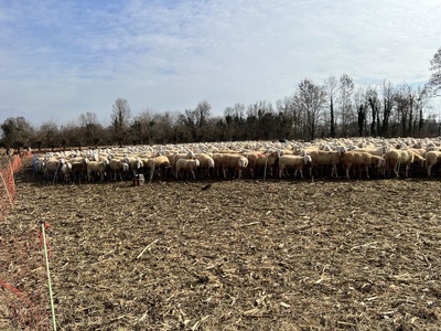 Photo 21 - Possible passage of sheep herds