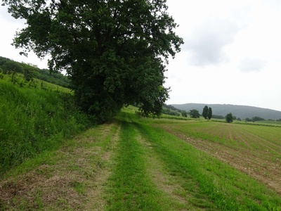 Photo 68 - Continuation to the left on grassy track