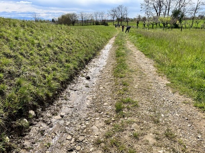 Photo 38 - Dirt and grassy path, uneven in places