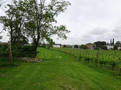 Photo 66 - Path on grassy ground next to the vineyards