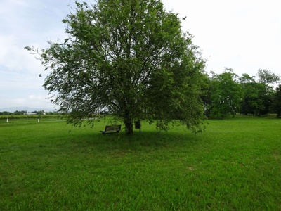 Photo 36 - Resting point under an elm tree