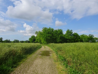 Photo 7 - Road through the fields