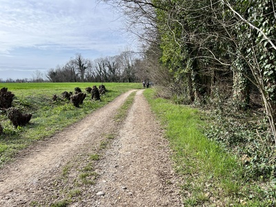 Photo 12 - Beginning of the dirt path in a rural context