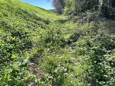 Photo 70 - Overgrown path with the presence of shrubs