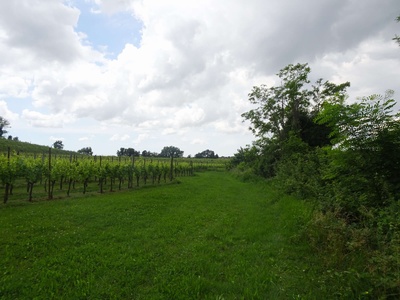 Photo 63 - Path on grassy ground next to the vineyards