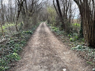 Photo 20 - Dirt path among the trees