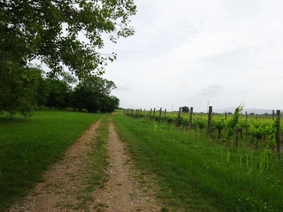 Photo 35 - Dirt path next to the vineyards