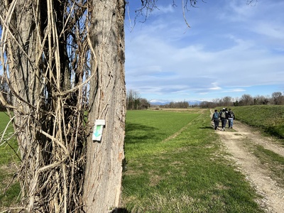 Photo 42 - Path indication sign fixed to a tree