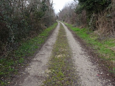 Photo 3 - Path on dirt road