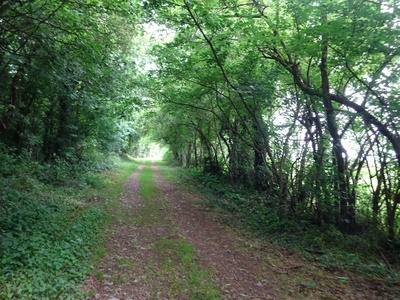 Photo 40 - Dirt path in a tree-lined avenue