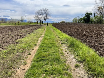 Photo 36 - Almost entirely grassy path