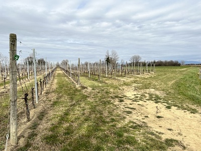 Foto 46 - Segnale indicatore del percorso appeso ad un palo di sostegno del vigneto