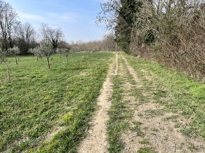 Photo 9 - Path on dirt road