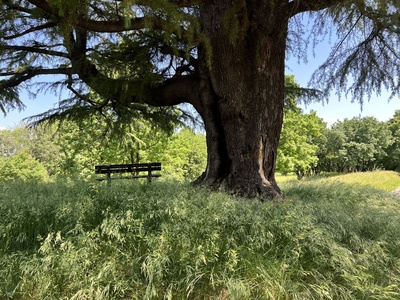 Foto 44 - Zona elevata del Parco del Cjastenar, con panchine per la sosta nei pressi del grande cedro del Libano