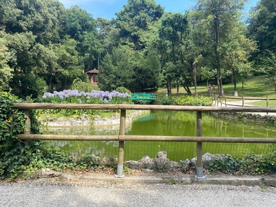 Foto 60 - Parapetto ligneo e lago dei cigni 