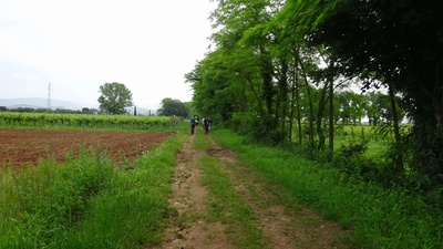 Photo 33 - Dirt path next to the vineyards