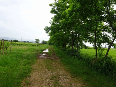 Photo 32 - Dirt path next to the vineyards