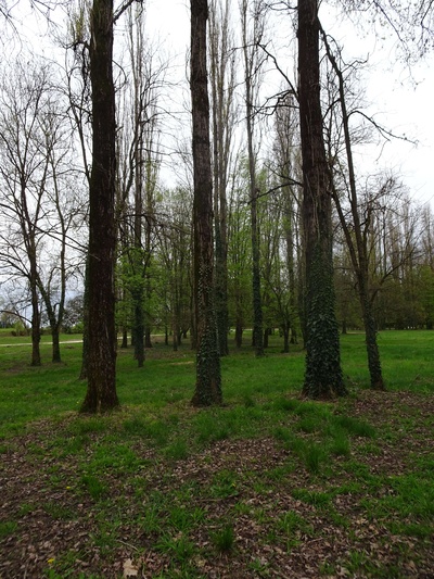 Photo 13 - Presence of many trees within the park