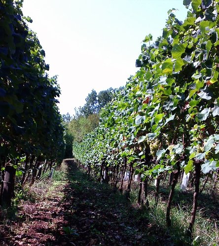 Bajta - Fattoria Carsica